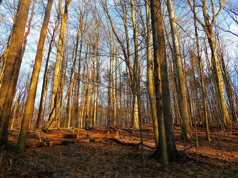 autumn_forest